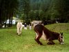 donkey.jpg